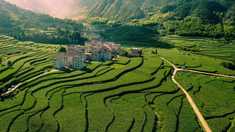 大型粮食种植基地排名：如何通过成本效益分析进行科学选择